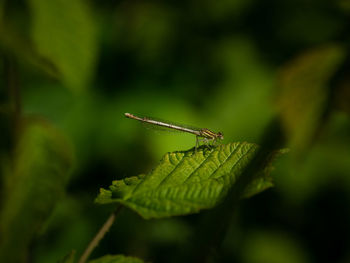 Close-up of insect on plant