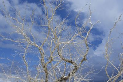 Close-up of plants against blue sky