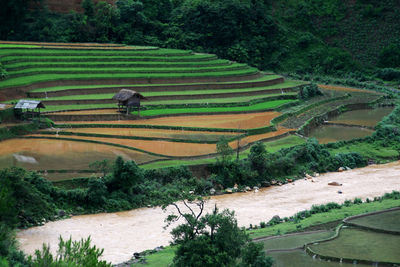 Scenic view of agricultural field