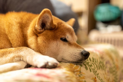 Close-up of dog sleeping