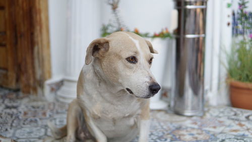 Close-up of a dog looking away