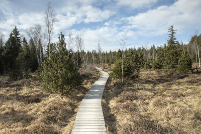 Boardwalk amidst trees against sky