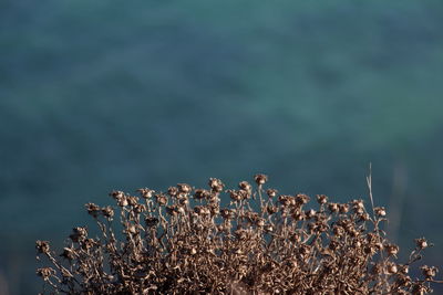 Close-up of wilted plant against blurred background