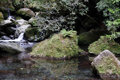 Stream flowing through rocks in forest