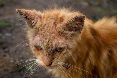 Close-up of cat