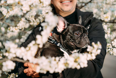 Midsection of man with french bulldog dog on blooming tree