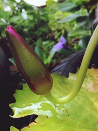 Close-up of green chili peppers on plant