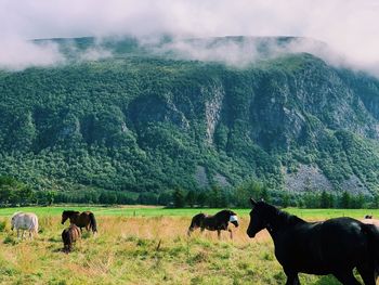 Horses grazing in a field