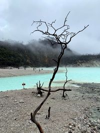 Bare tree on beach against sky