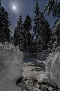 Scenic view of snow covered trees against sky