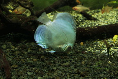 Close-up of fish swimming in aquarium