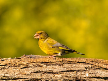 Close-up of bird perching on wood