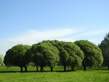 Trees on field against sky