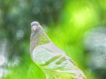 Close-up of pigeon perching on leaf