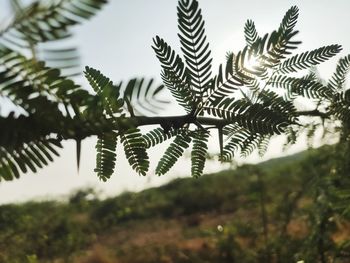 Close-up of leaves on tree against sky
