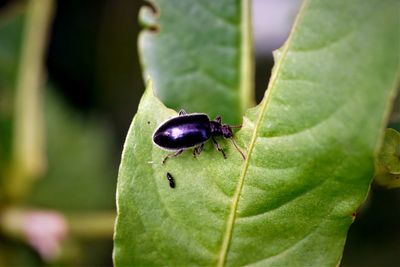 Close-up of insect on leaf