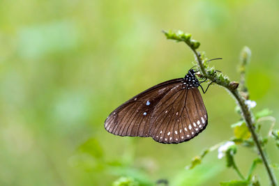 Close-up of butterfly pollinating flower