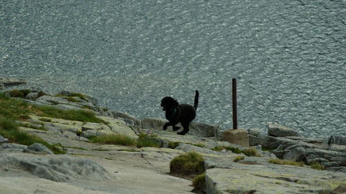 Dog walking on road by land