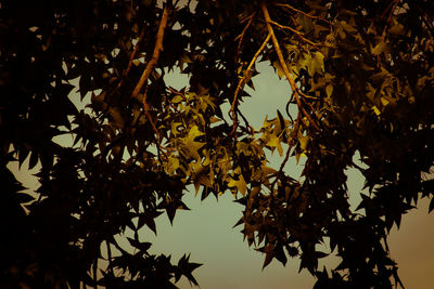 Low angle view of leaves on tree against sky