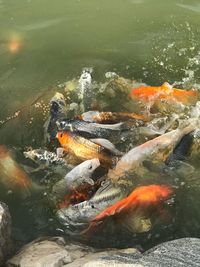 High angle view of koi carps swimming in lake