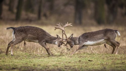 Deer in a fight