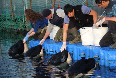 Feeding orcas