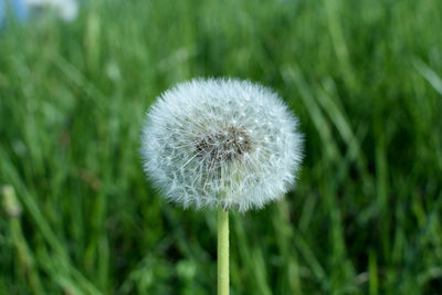 Close-up of dandelion on field