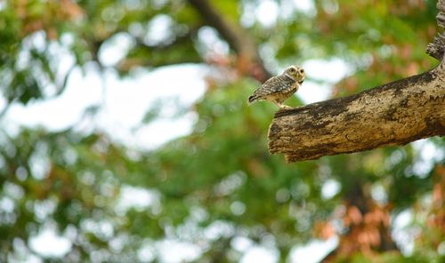 Low angle view of bird perching on tree