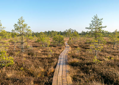 A wooden footbridge leads through the bog, colors typical of autumn in nature, bog plants 