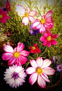 High angle view of pink flowers blooming outdoors