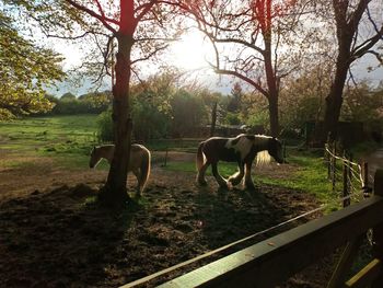 Horses grazing in field