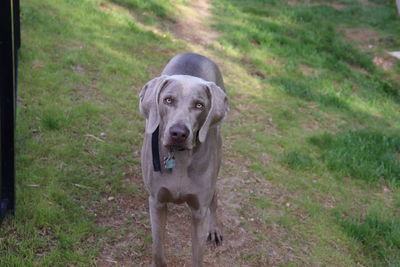 Portrait of dog on field