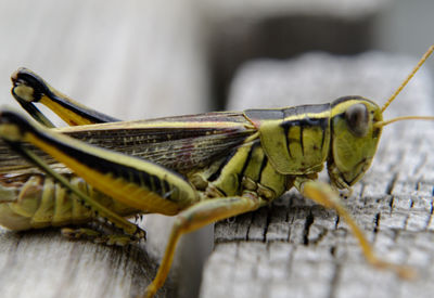 Close-up of insect on wood