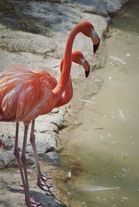 Close-up of duck in lake