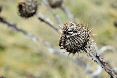 Close-up of caterpillar