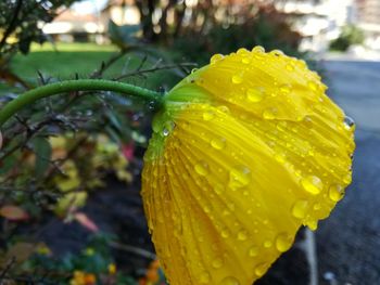 Close-up of water drops on yellow leaf