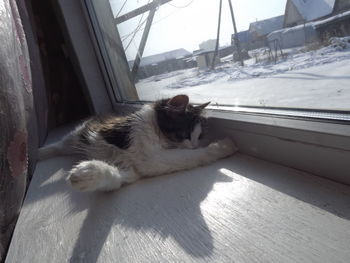 Cat sleeping on window