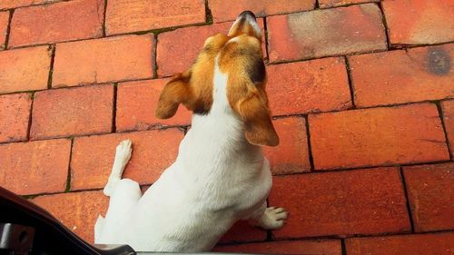 High angle view of dog on footpath