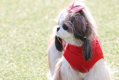 Close-up of dog looking away