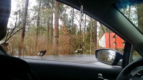 Road seen through car windshield