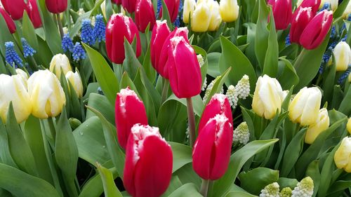 Close-up of red tulips