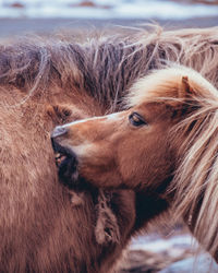 Close-up of a horse