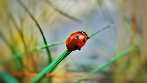 Close-up of ladybug on grass