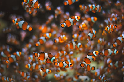 Close-up of fish swimming in sea