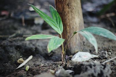 Close-up of plant growing on field