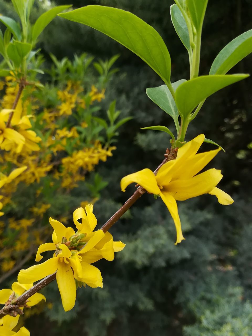 yellow, plant, growth, flowering plant, flower, beauty in nature, vulnerability, fragility, petal, freshness, flower head, inflorescence, close-up, nature, plant part, no people, leaf, focus on foreground, day, outdoors