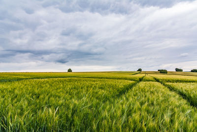 Scenic view of agricultural field against sky