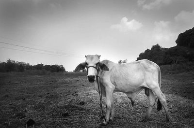 Bull on field