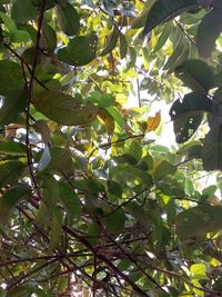 Low angle view of fruits hanging on tree