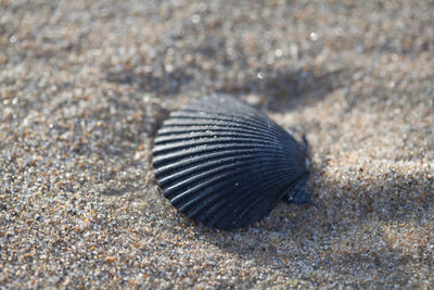 Close-up of shell on ground